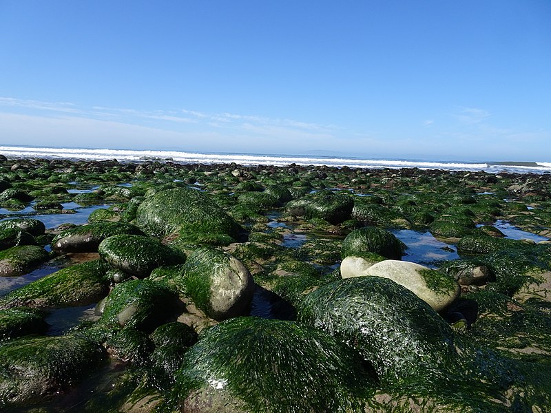 Emma Wood State Beach