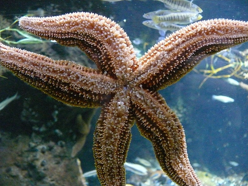 Aquarium de Nouvelle-Angleterre
