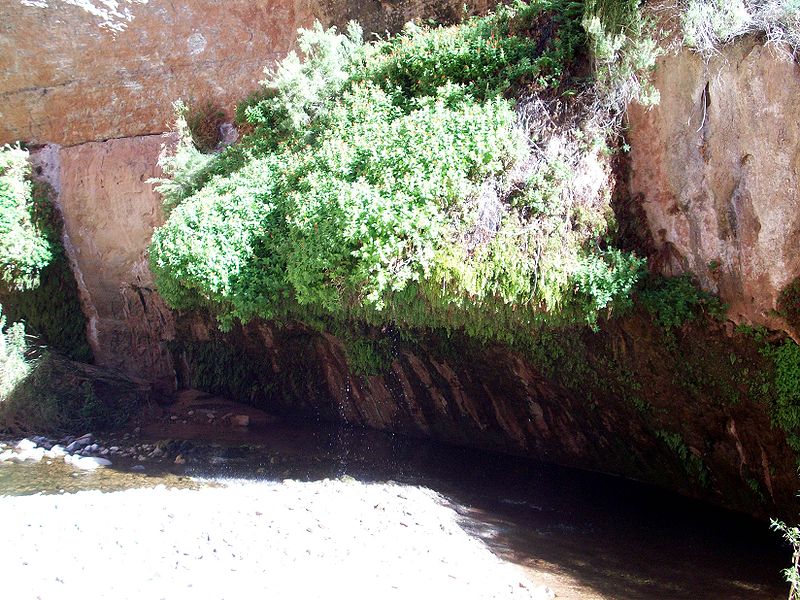 Kanab Creek Trail