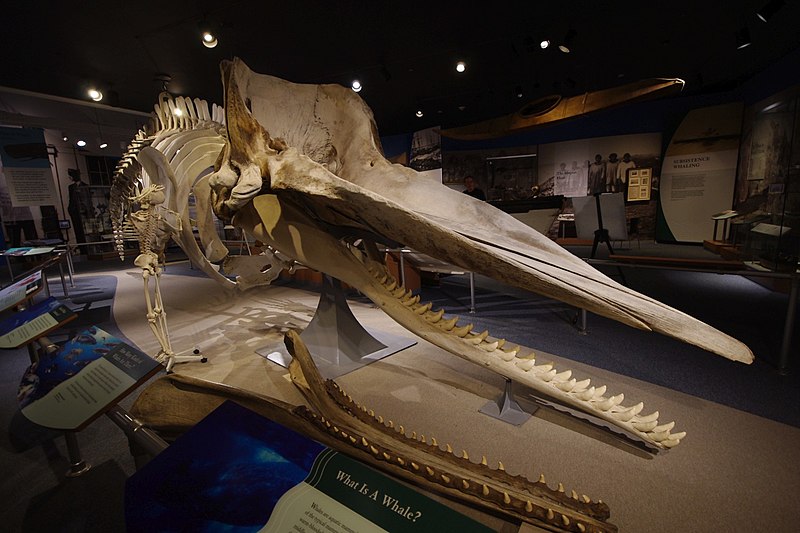 New Bedford Whaling Museum, New Bedford