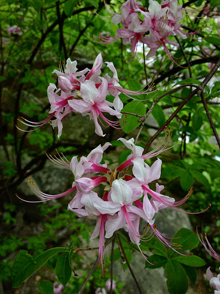 Rock Creek Park