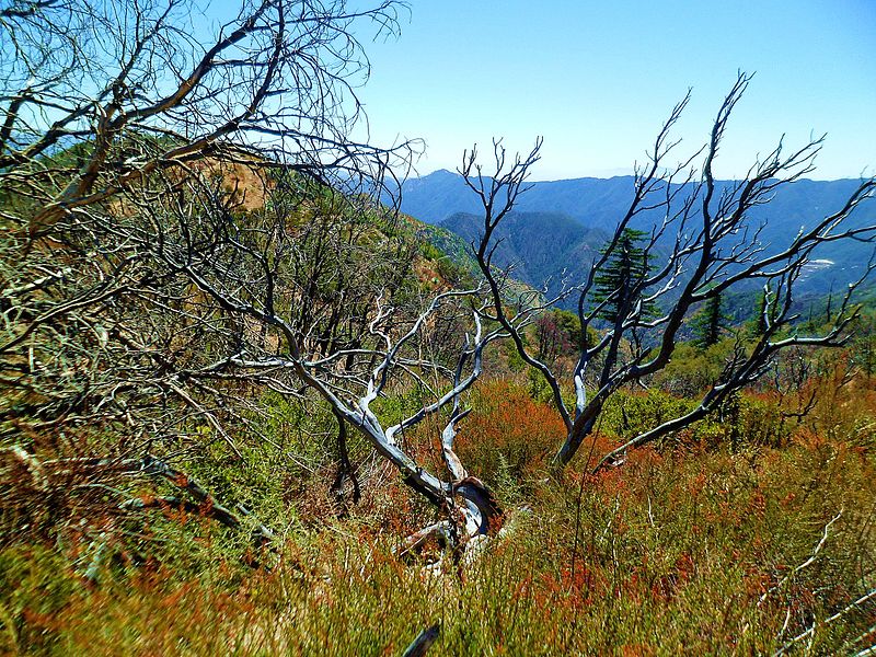 Bosque nacional de Ángeles