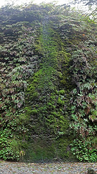 Fern Canyon