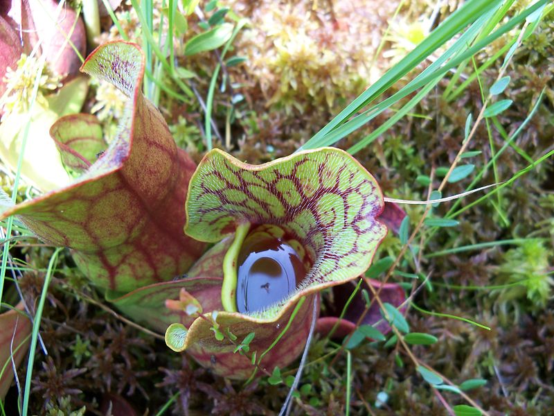 Pinhook Bog