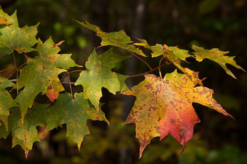 Green Mountain National Forest