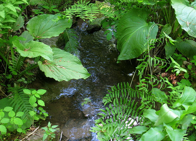 Reserva de flora silvestre de Bowman´s Hill