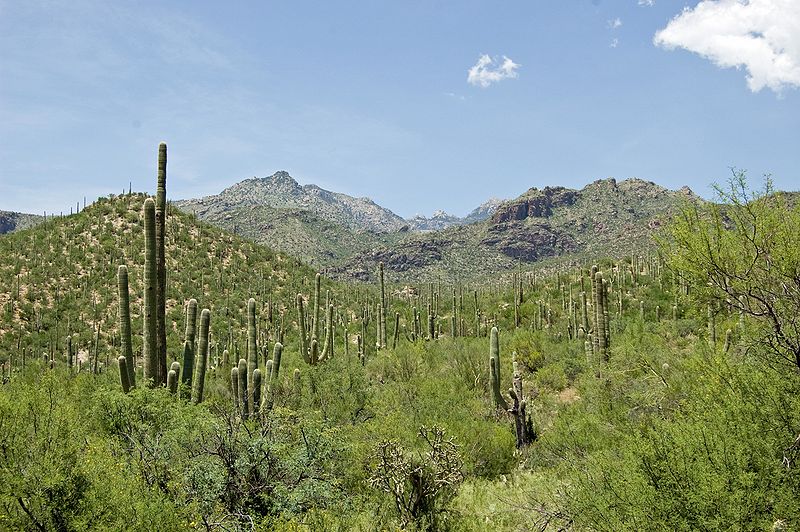 Sabino Canyon