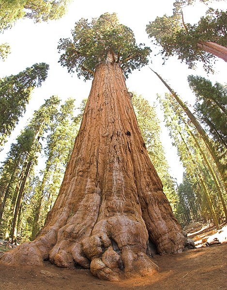 General Sherman Tree