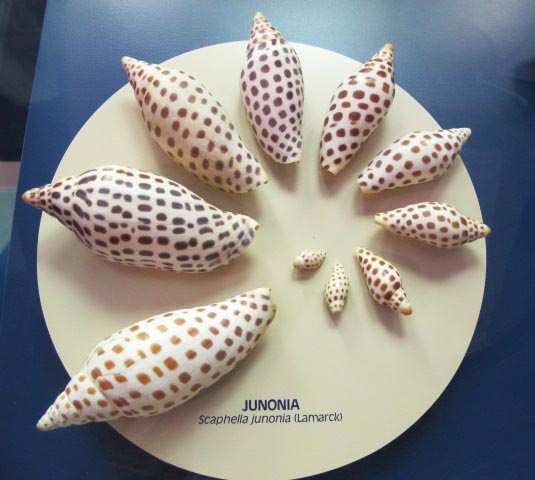 Bailey-Matthews National Shell Museum