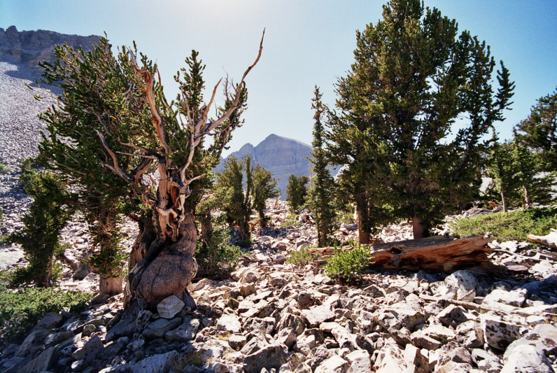 Great Basin Desert