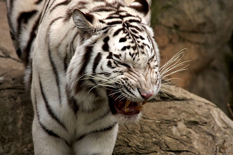 Fort Worth Zoo