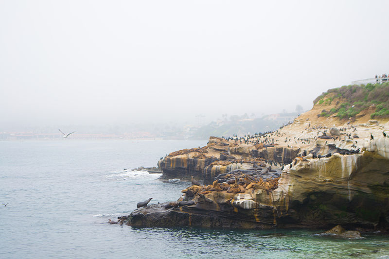 La Jolla Cove