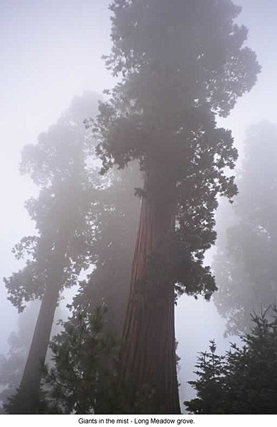 Forêt nationale de Sequoia