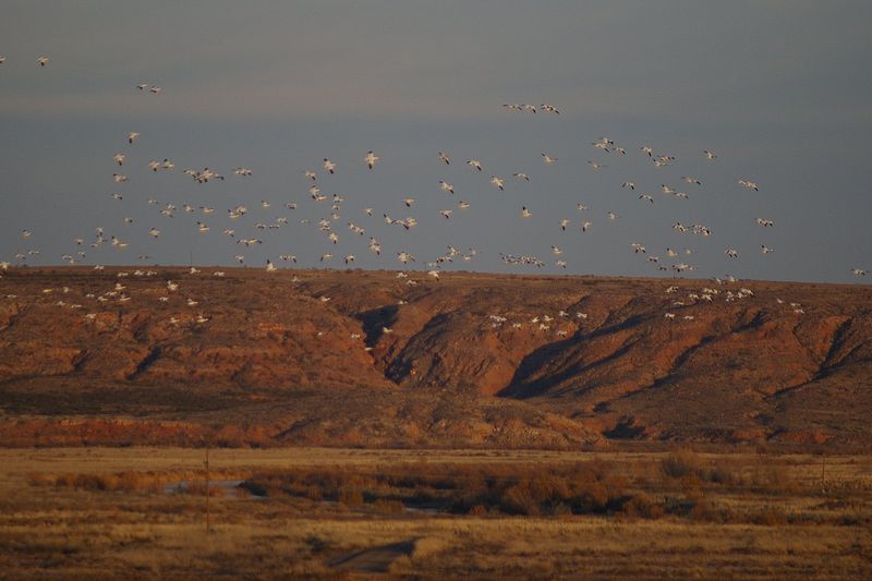 Bitter Lake National Wildlife Refuge