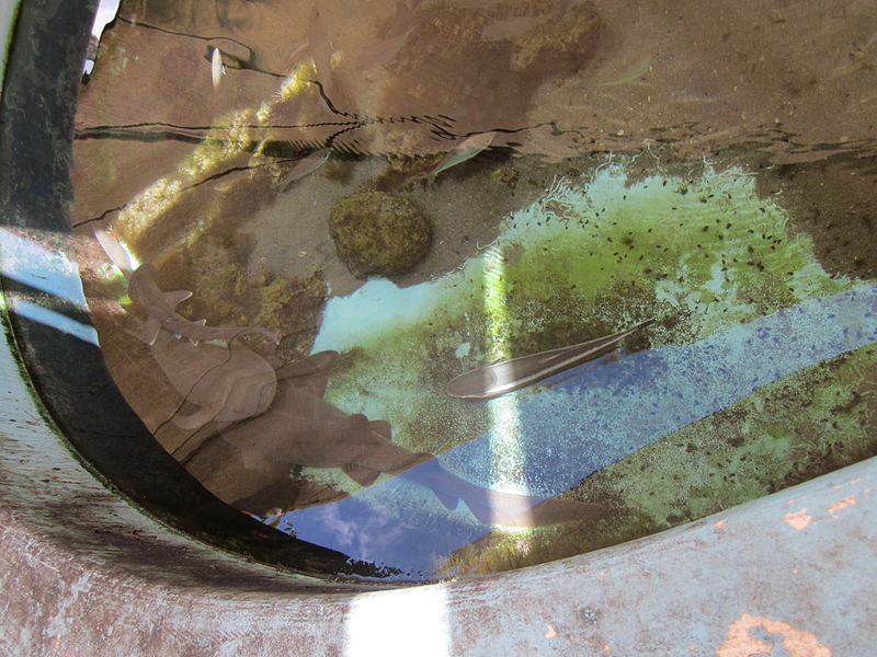 Gumbo Limbo Nature Center