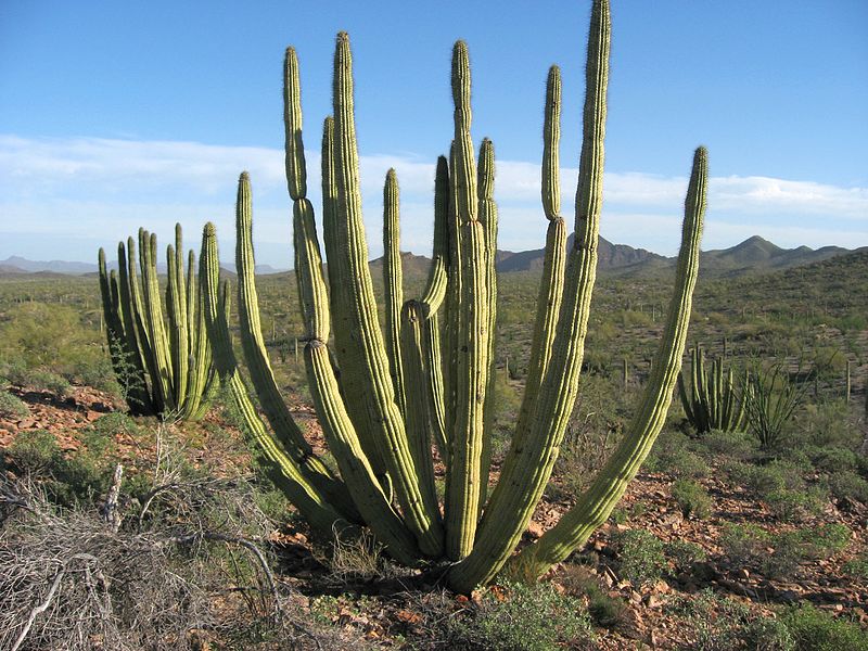 Monumento nacional Organ Pipe Cactus