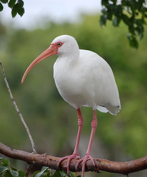 Naples Zoo at Caribbean Gardens