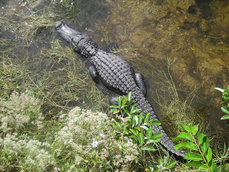 Réserve nationale de Big Cypress