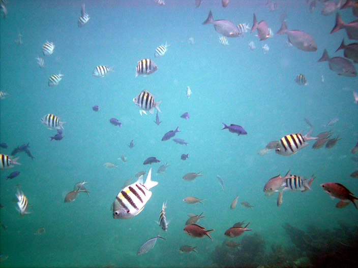 Parc d'État de John Pennekamp Coral Reef