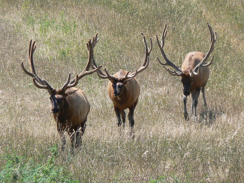 Lee G. Simmons Conservation Park and Wildlife Safari