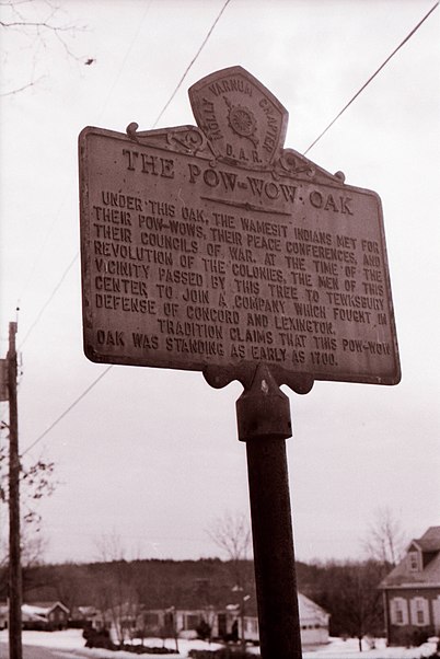 Pow-Wow Oak Tree