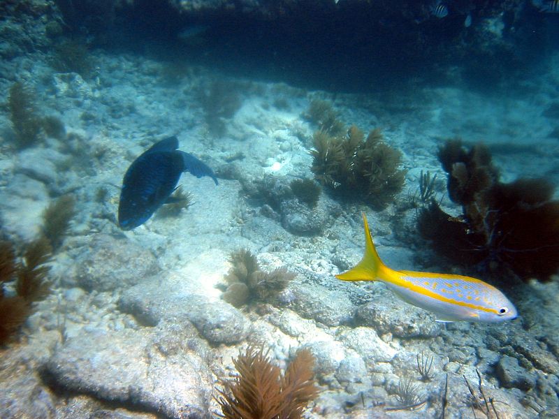 Parc d'État de John Pennekamp Coral Reef