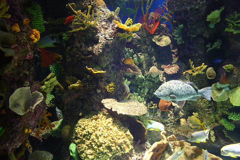 Aquarium John G. Shedd