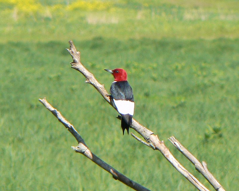 DeSoto National Wildlife Refuge