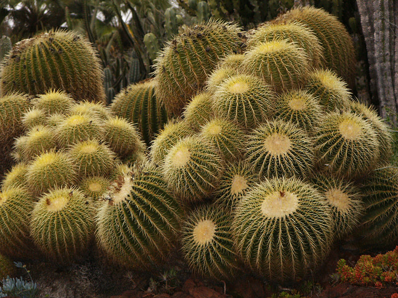 Huntington Desert Garden