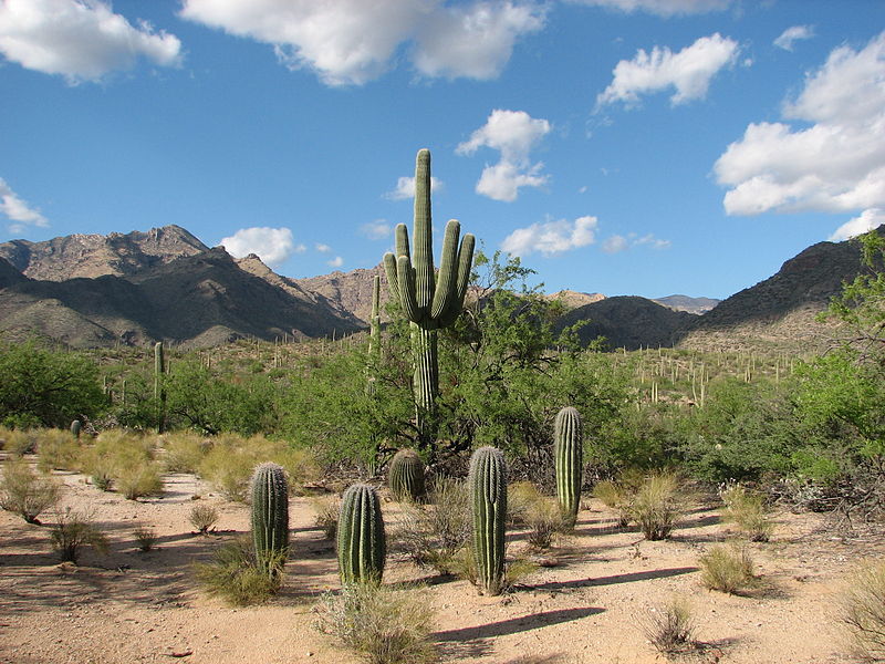 Sabino Canyon