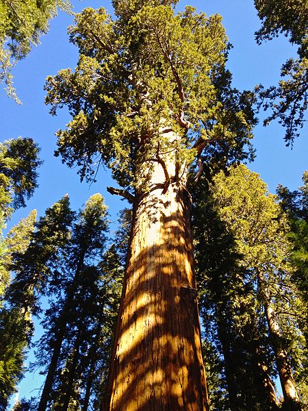 General Sherman Tree