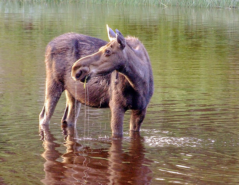 Park Narodowy Isle Royale