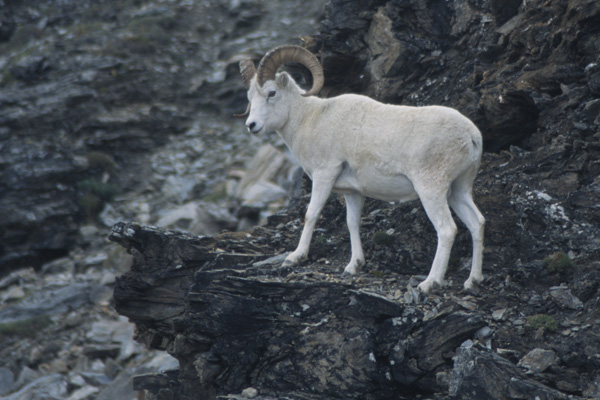 Parc national et réserve du Denali