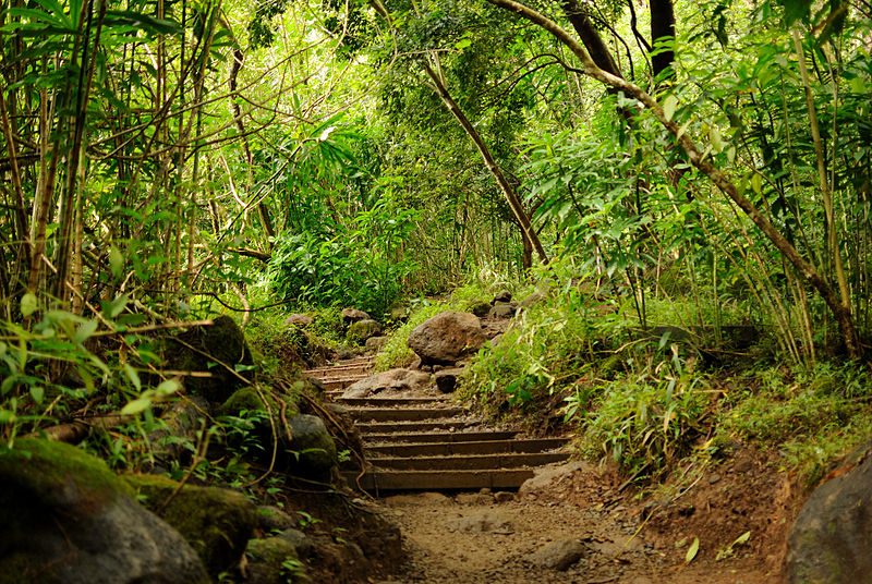 Manoa Falls