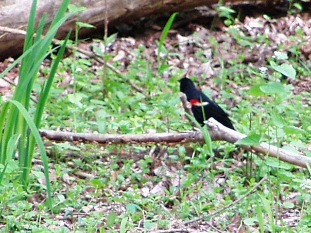 Maumee Bay State Park