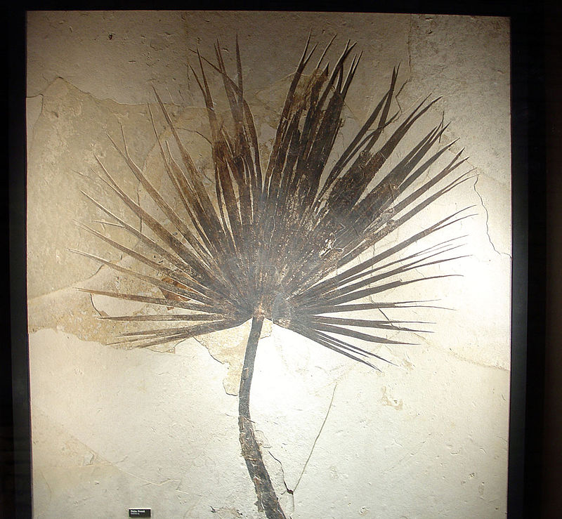 Fossil Butte National Monument