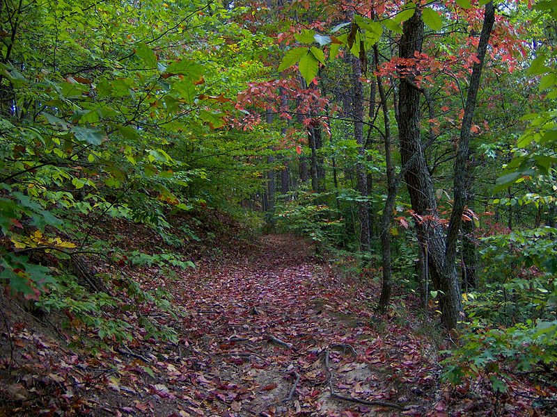 Park Stanowy Big Ridge