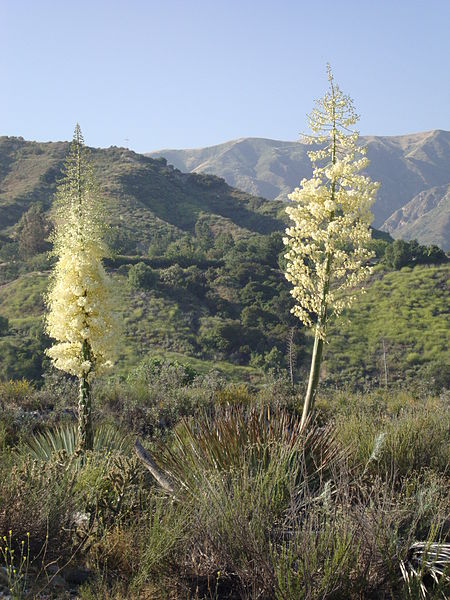 Hansen Dam