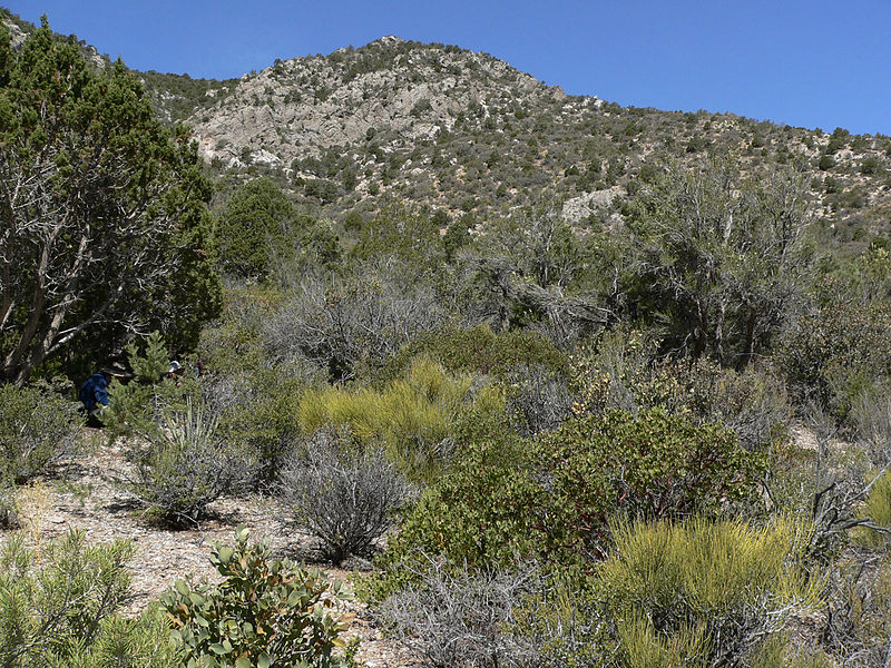 Great Basin Desert