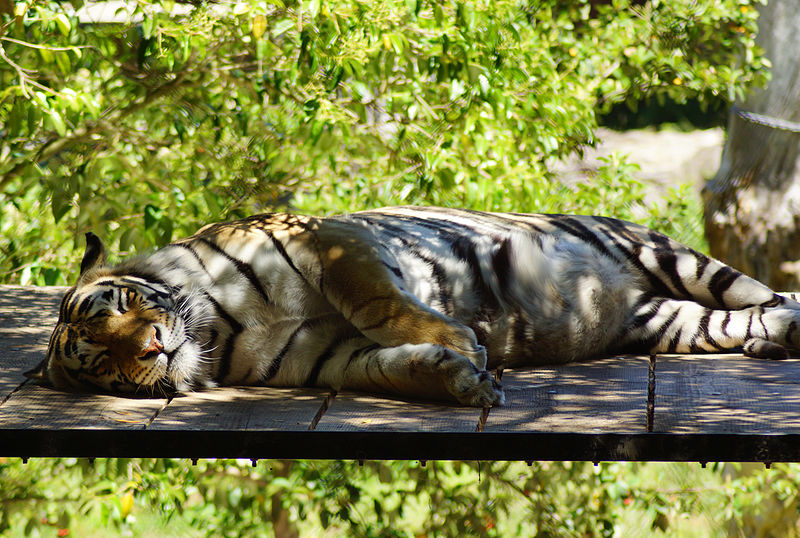 Oakland Zoo