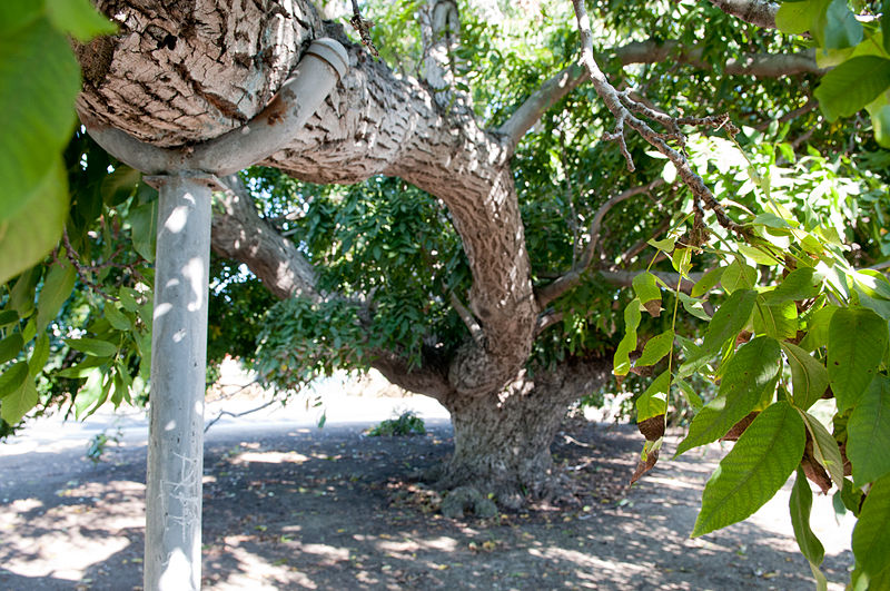 Paradox Hybrid Walnut Tree