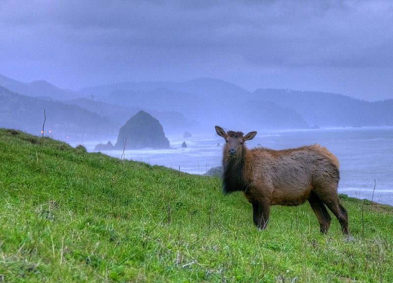 Cannon Beach