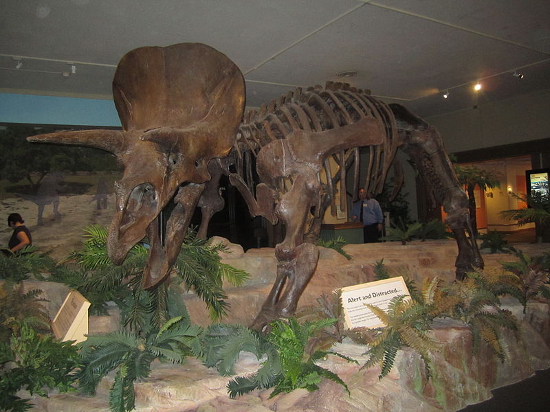 Witte Museum