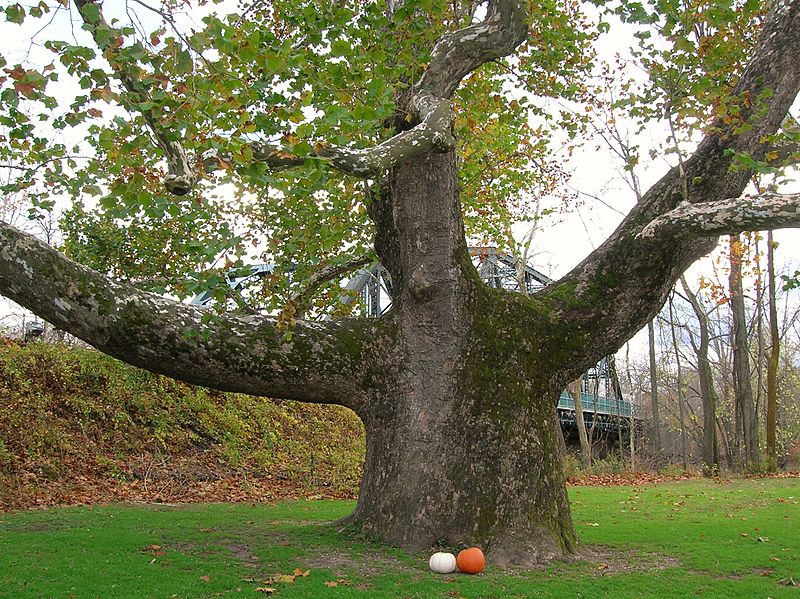 Pinchot Sycamore