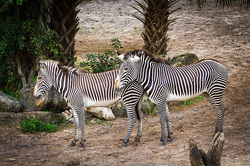 Brevard Zoo