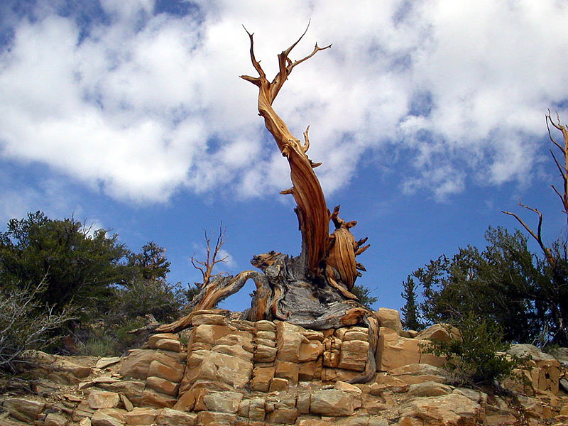 Ancient Bristlecone Pine Forest