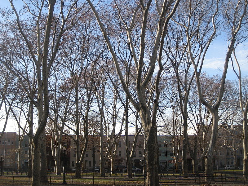 McGolrick Park