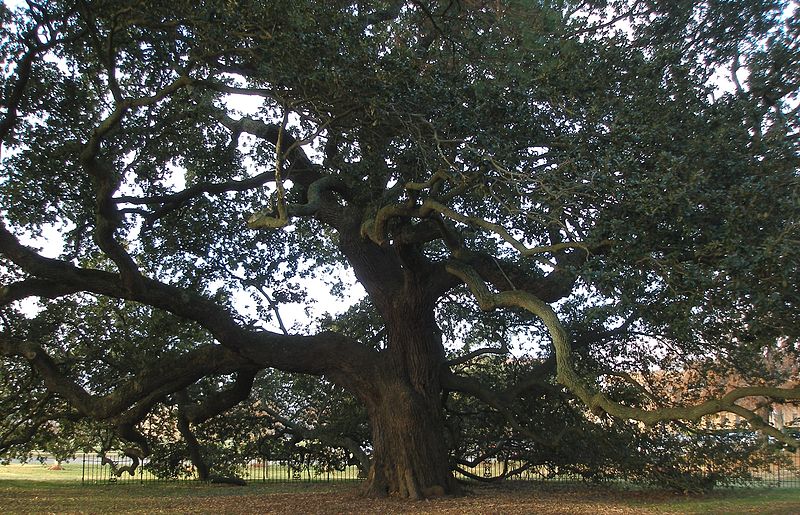 Emancipation Oak