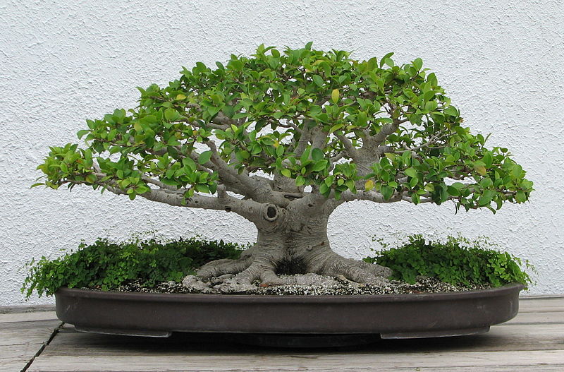 National Bonsai Foundation