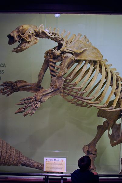 Musée de Zoologie comparée